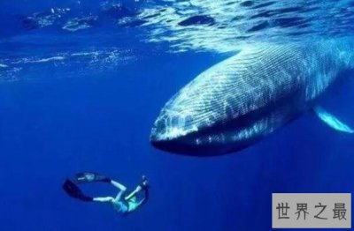 ​全球十种奇特蓝色动物排行榜 蓝闪蝶最好看 第七带毒