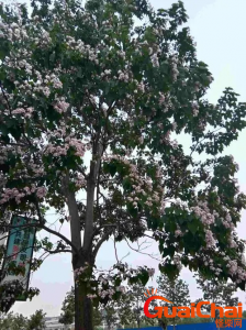 ​桐树和梧桐树区别？桐树图片