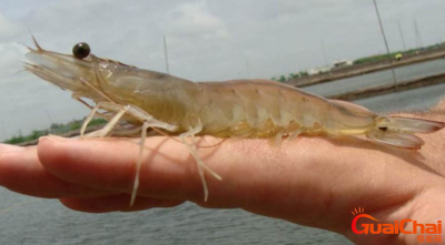 ​南美白对虾多少钱一斤？南美白对虾怎么做好吃？