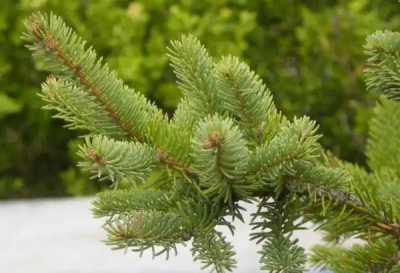 ​银杉是什么植物类型？银杉是被子植物还是裸子植物？