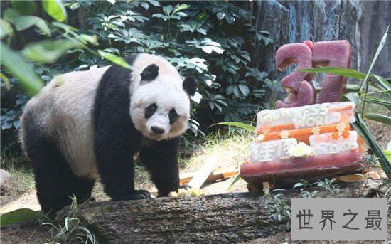 世界上最长寿的大熊猫，活了38岁相当于人类的110岁！