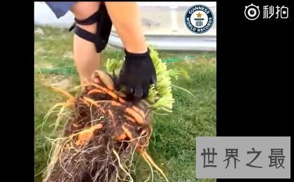 盘点世界之最蔬菜，世界最重胡萝卜20.34斤已成精