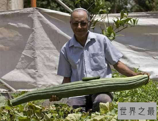 盘点世界之最蔬菜，世界最重胡萝卜20.34斤已成精