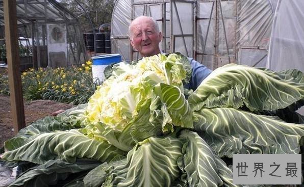 盘点世界之最蔬菜，世界最重胡萝卜20.34斤已成精