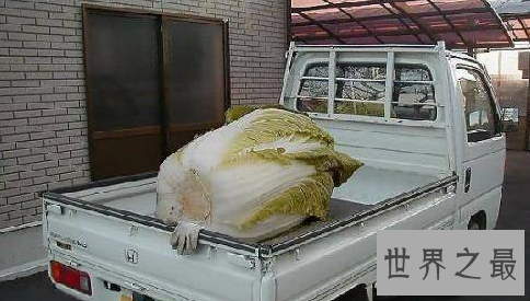 盘点世界之最蔬菜，世界最重胡萝卜20.34斤已成精