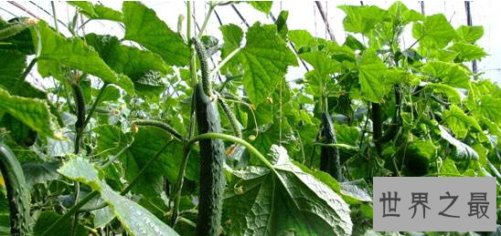 盘点世界之最蔬菜，世界最重胡萝卜20.34斤已成精