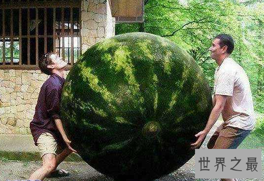 盘点世界之最蔬菜，世界最重胡萝卜20.34斤已成精