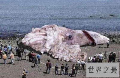 ​世界上最大的鱿鱼，能够轻易撕裂船只！