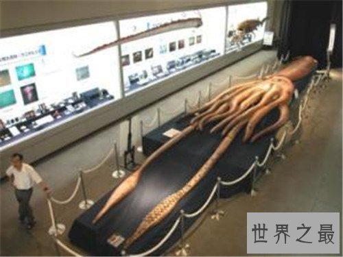 世界上最大的鱿鱼,能够轻易撕裂船只!