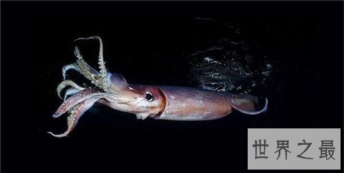 世界上最大的鱿鱼,能够轻易撕裂船只!