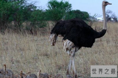 ​世界十大不会飞的鸟，鸵鸟上榜，第六被称为海洋之舟