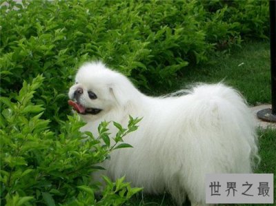 ​京巴狗的寿命相对较长，最长的京巴狗寿命记录为34年