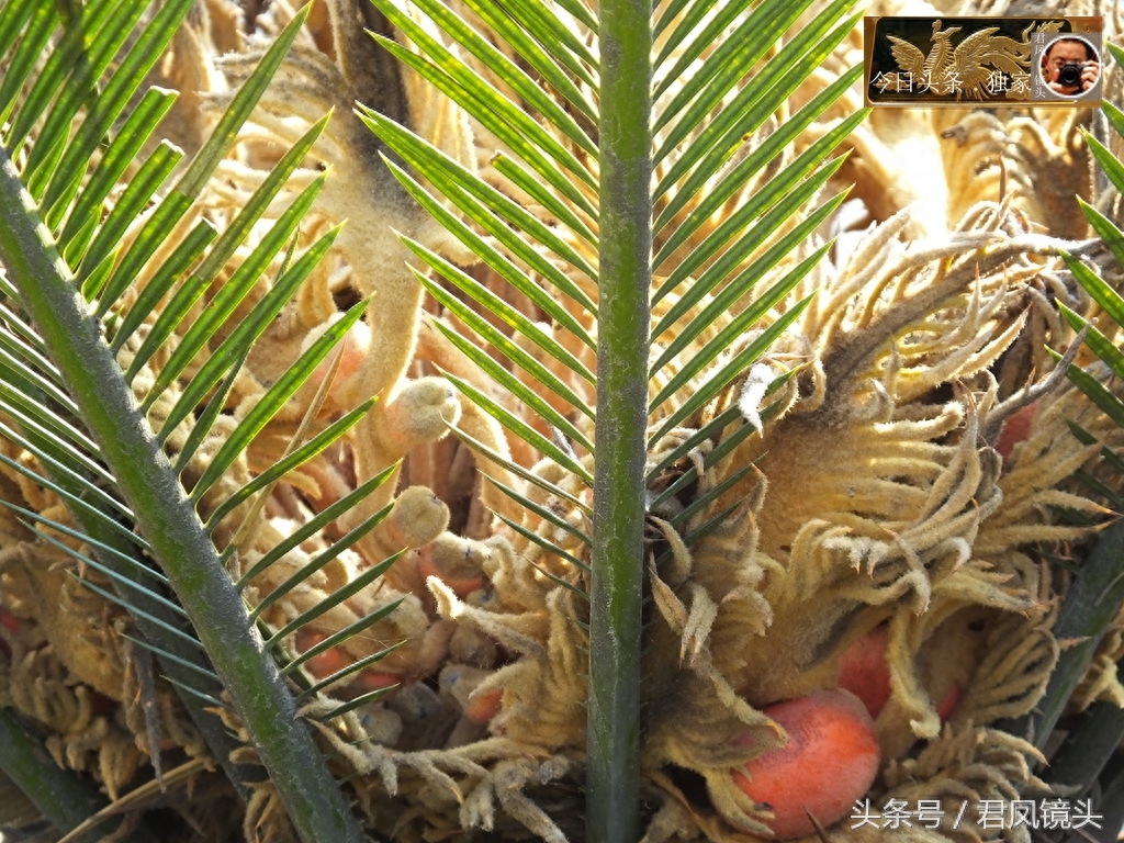 湖北宜昌：铁树果有毒，无人采摘，主治咳嗽，网售120元一公斤！