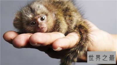 ​侏儒狨生活在亚马孙河流域，市面上卖到几万一只