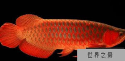 ​十大名贵观赏鱼排行榜，盘点世界上最贵最漂亮的观赏鱼