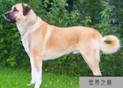 ​世界十大猛犬 排行第八的都可以与狮子搏斗