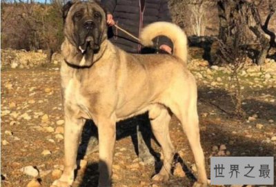 ​世界体型最大的十大犬类，圣伯纳犬上榜，第一被视为土耳其的国宝