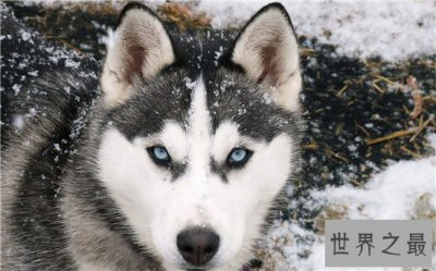 ​雪橇三傻皆是工作犬，哈士奇堪称三傻中的最傻