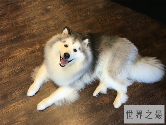 雪橇三傻皆是工作犬，哈士奇堪称三傻中的最傻