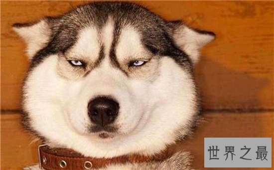 雪橇三傻皆是工作犬，哈士奇堪称三傻中的最傻