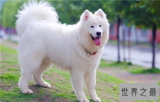 雪橇三傻皆是工作犬，哈士奇堪称三傻中的最傻