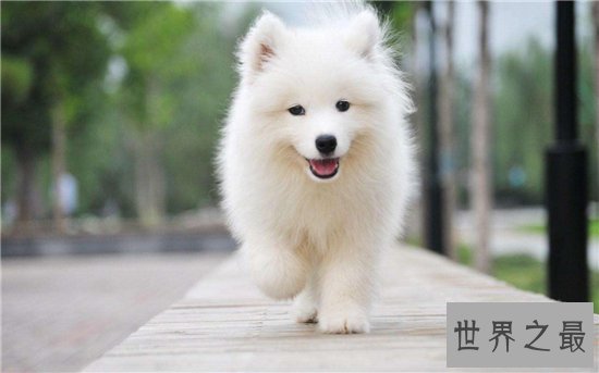 雪橇三傻皆是工作犬，哈士奇堪称三傻中的最傻