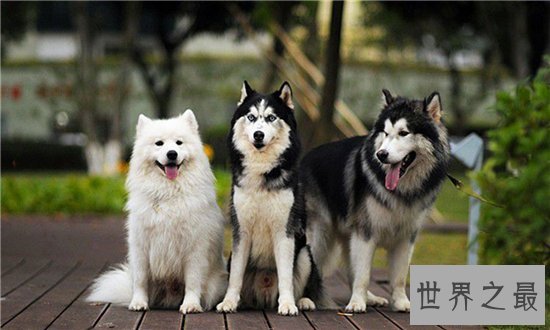 雪橇三傻皆是工作犬，哈士奇堪称三傻中的最傻
