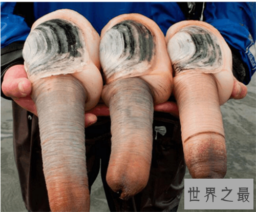 象拔蚌的功效及作用介绍 怎样的人不能食用象拔蚌