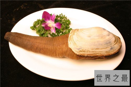 象拔蚌的功效及作用介绍 怎样的人不能食用象拔蚌