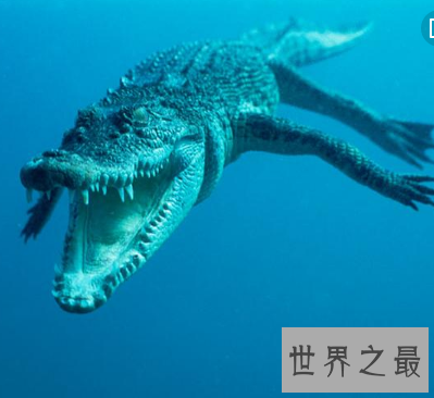 以战争吃掉日本人出名 最大的鳄鱼已濒临灭亡