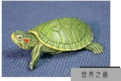 ​巴西龟能长多大，一般雌性龟体重可以长到4斤重