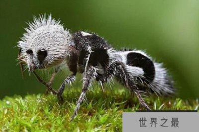 ​十大酷似外星生物的神奇动物，榜首有毒，第二会开屏(孔雀蜘蛛)