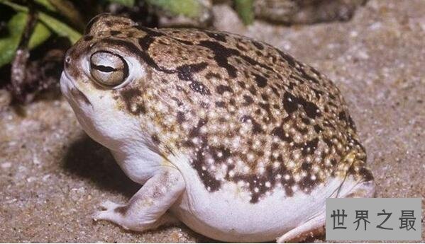 世界上最可爱的青蛙，沙漠雨蛙简直就是一个充气球