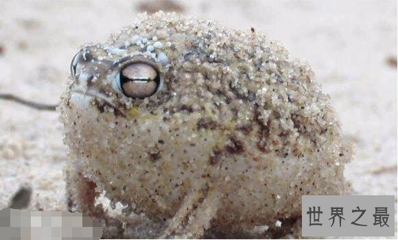 世界上最可爱的青蛙，沙漠雨蛙简直就是一个充气球