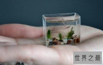 ​世界上最小的脊椎动物，小到我们几乎很难分辨出来