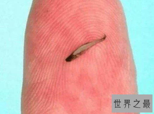 世界上最小的脊椎动物，小到我们几乎很难分辨出来