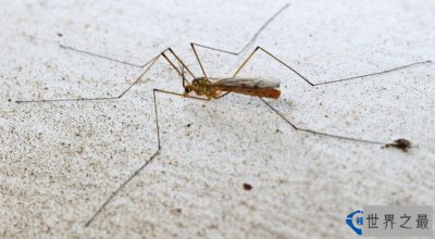​世界上最大的蚊子 比一般的蚊子大10倍