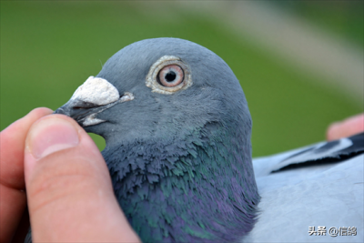 ​公棚三十公里资格赛损失惨重，公棚的做法让人大跌眼镜