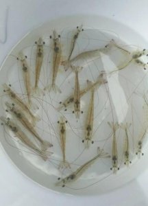 ​千万别再上当，南美白对虾帆布池养殖骗局揭秘