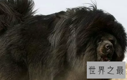 嘘 告诉你一个秘密 纯种鬼面獒之王者归来