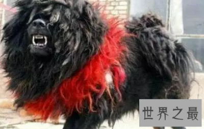 ​嘘 告诉你一个秘密 纯种鬼面獒之王者归来