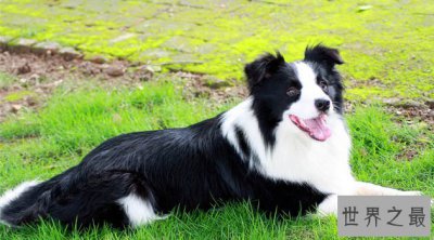 ​你的爱狗是不是天才犬——盘点狗的智商排名