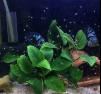 ​养鱼口诀一三五七 饲养观赏鱼的一三五七法，并不是一无是处，有些说法也很正确