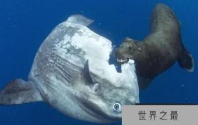 ​世界上最傻的鱼，被咬一半却不反抗