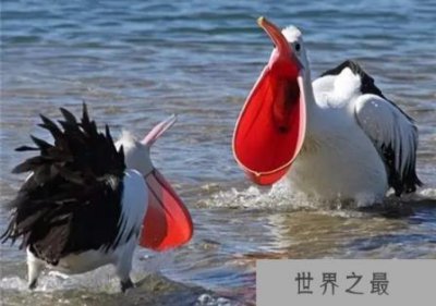 ​鹈鹕是什么鸟？鹈鹕吃什么？