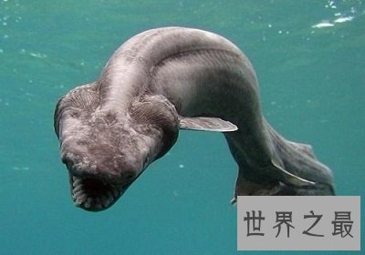 各种环境下最奇怪的动物，大自然的鬼斧神工