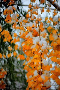 ​下雪啦！冬日唯美雪景图片，一起欣赏雪中浪漫的意境