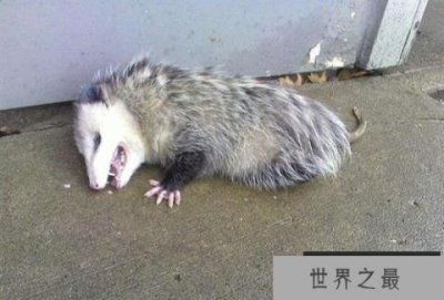 ​世界上最会装死的动物：负鼠遇到危险就装死