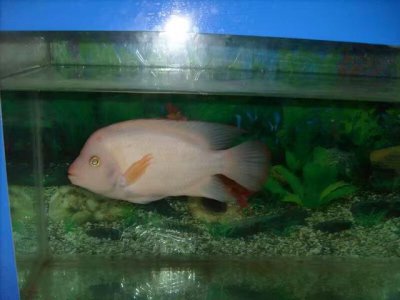 ​鹦鹉鱼死前征兆有哪些（如何判断我们饲养的观赏鱼，是否到了老年，需要及时淘