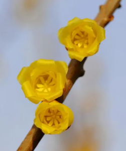 ​冬天开的花有哪些 常见？这几种你都养过吗？